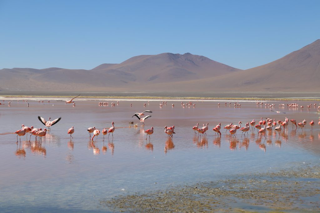 Flamingos da Laguna Colorada